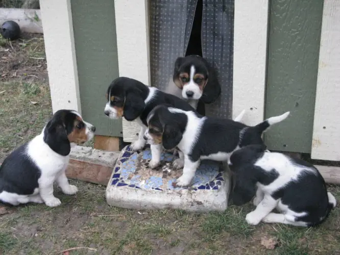 Home Raised Tri color Beagle Pups